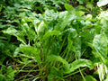 Broad-Leaved Sorrel