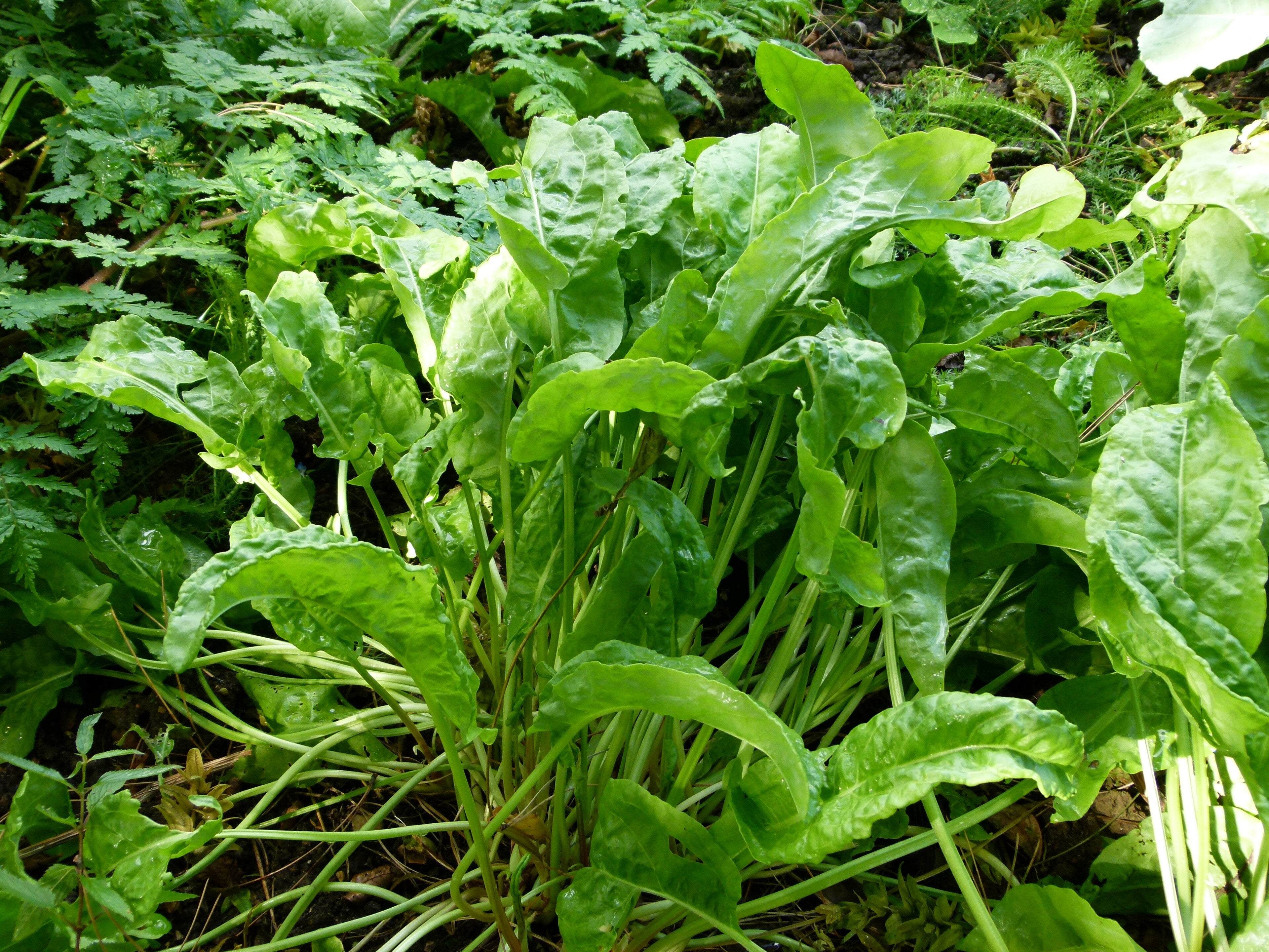 Broad-Leaved Sorrel