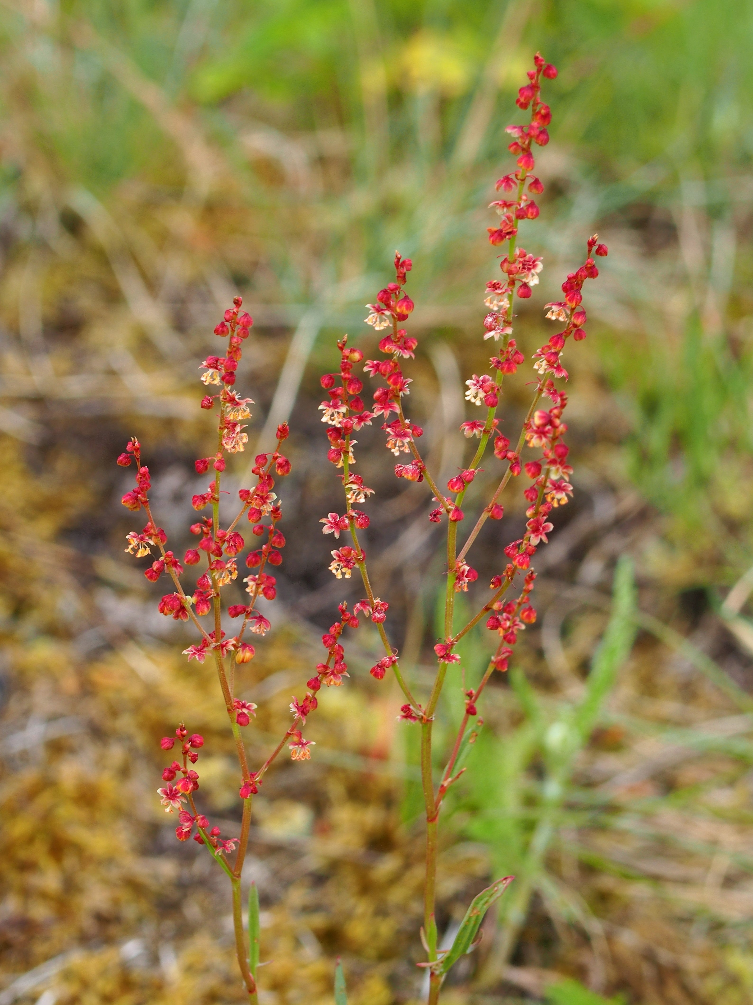 Sheep's Sorrel