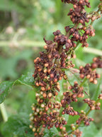 Red-Veined Sorrel