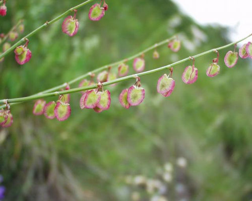 Buckler-leaved Sorrel