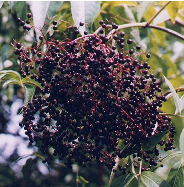 American Elder 'York'