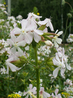 Soapwort