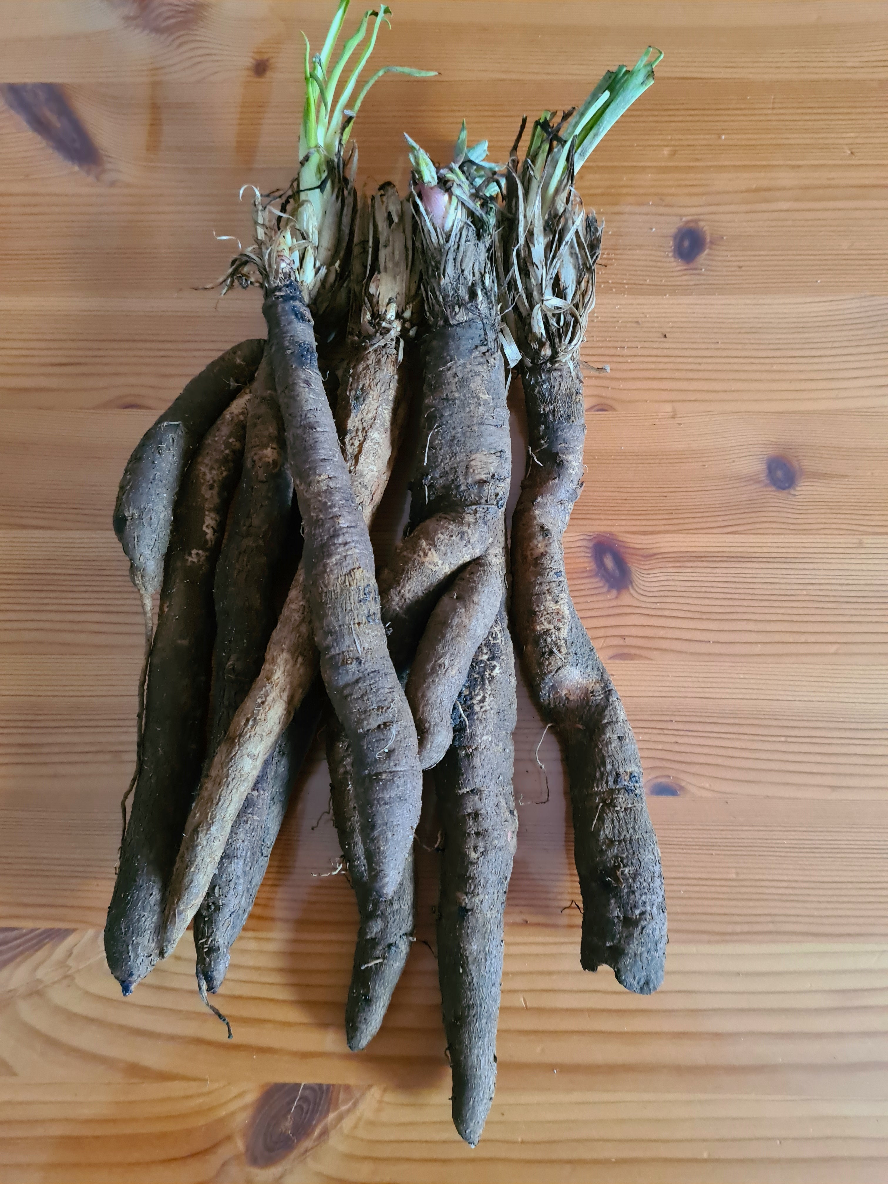 Black Salsify 'Russian Giant'