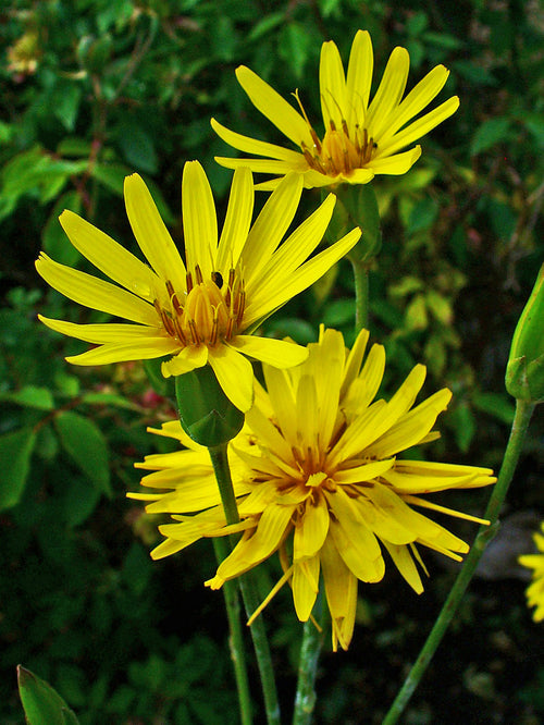 Black Salsify 'Russian Giant'