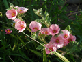 Munro's Globemallow
