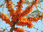 Sea Buckthorn 'Dorana'