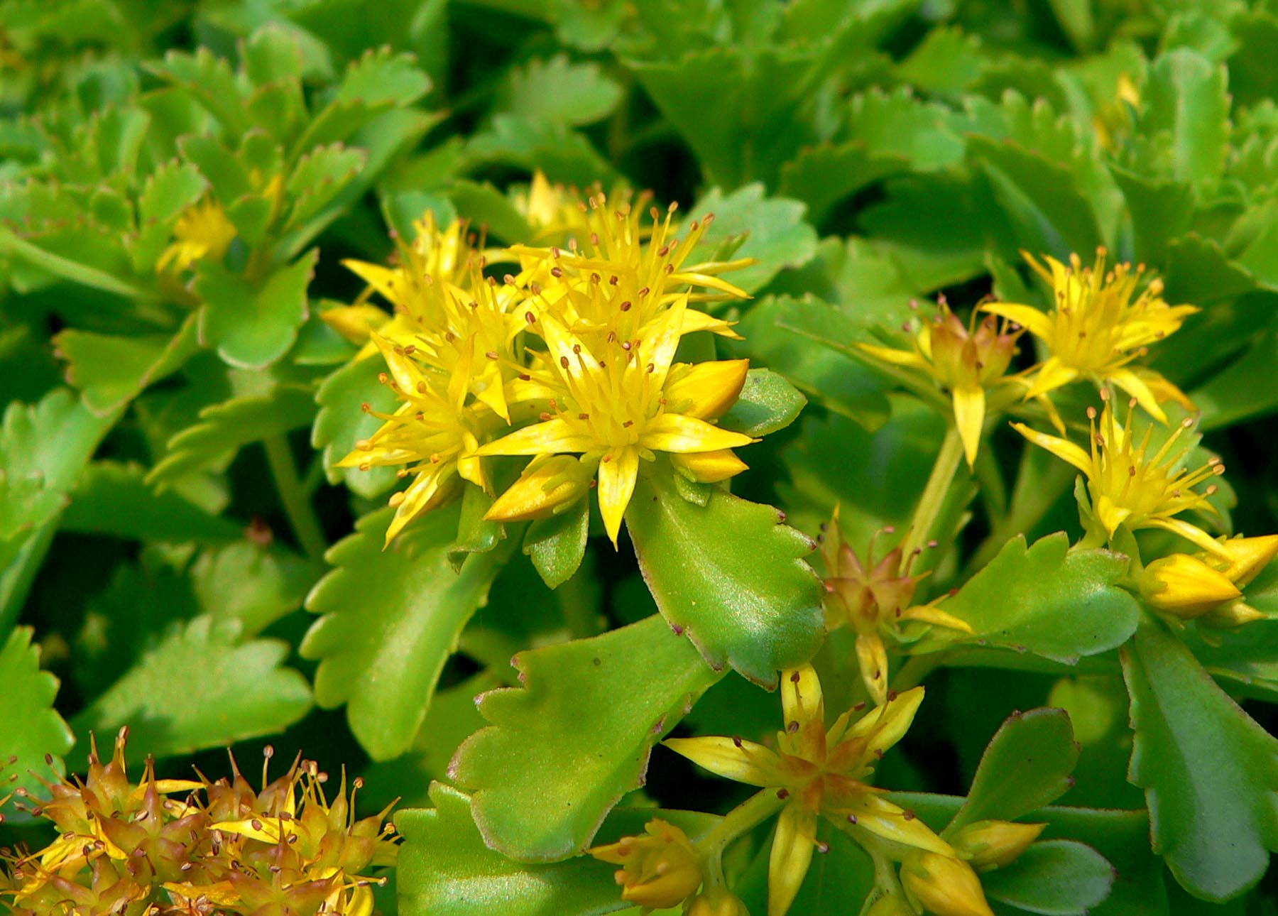 Orange Stonecrop