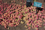 Crimson Stonecrop