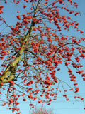Rowan 'Nevezhinkskaya'