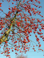 Rowan 'Nevezhinkskaya'