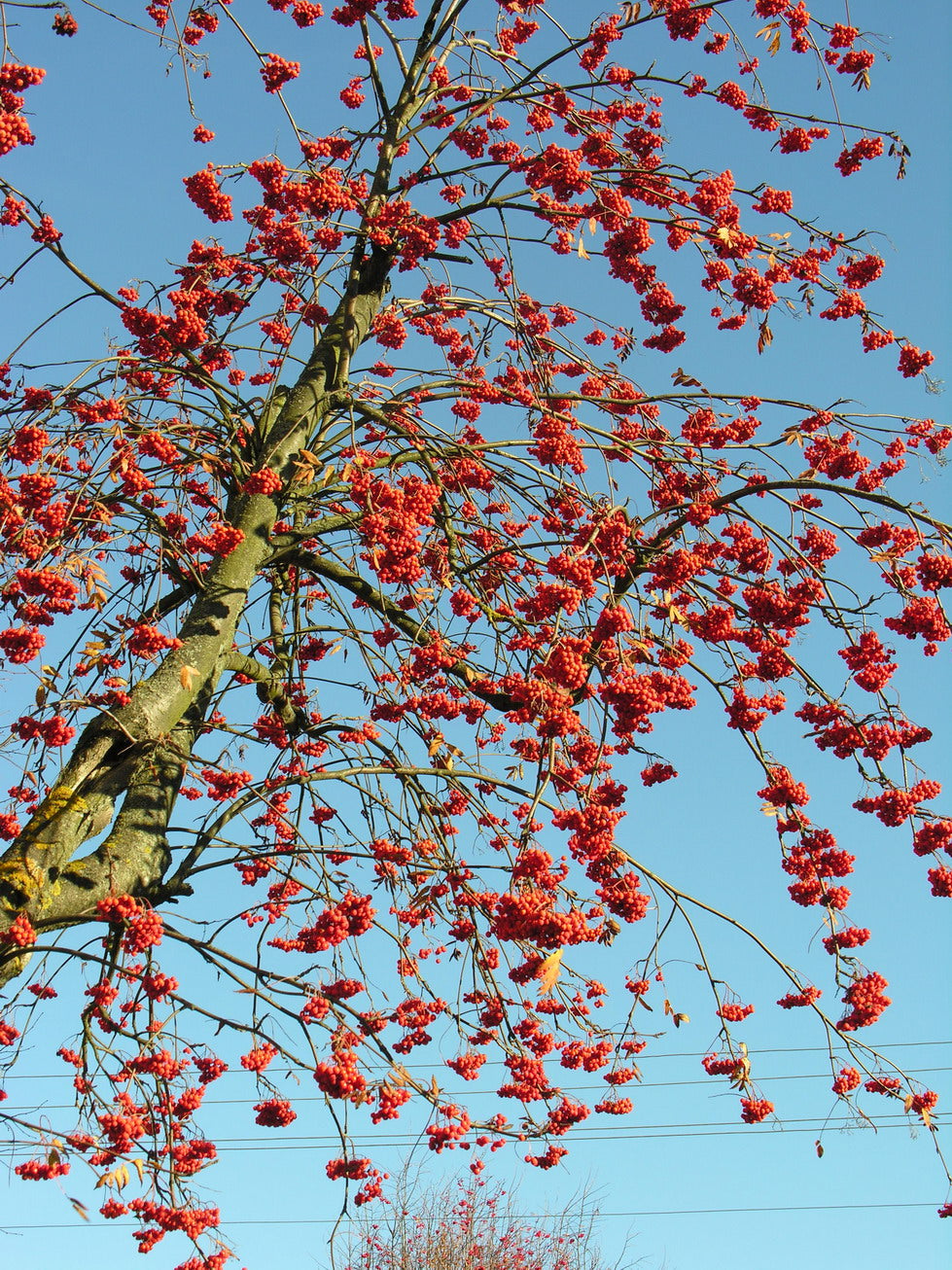 Rowan 'Nevezhinkskaya'