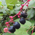 Shallon Berry