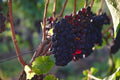 Grape 'Triomphe d'Alsace'