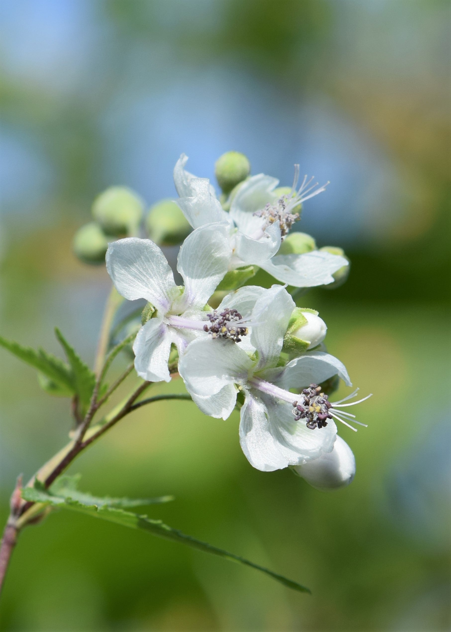 Virginia Mallow