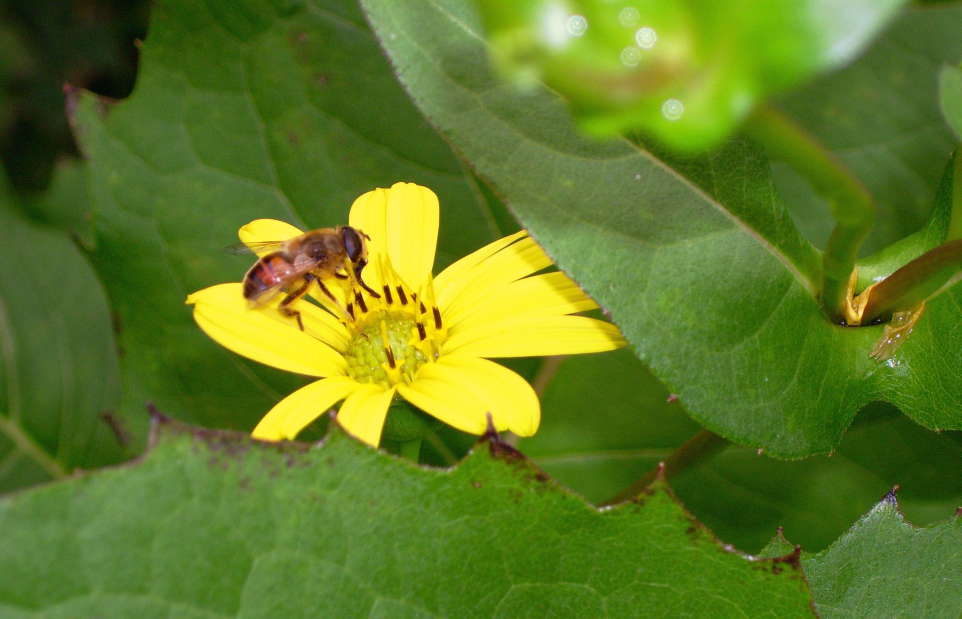 Cup Plant