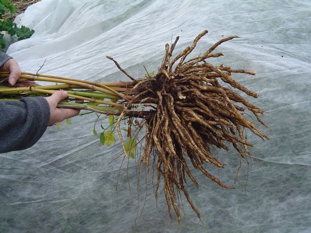 Skirret