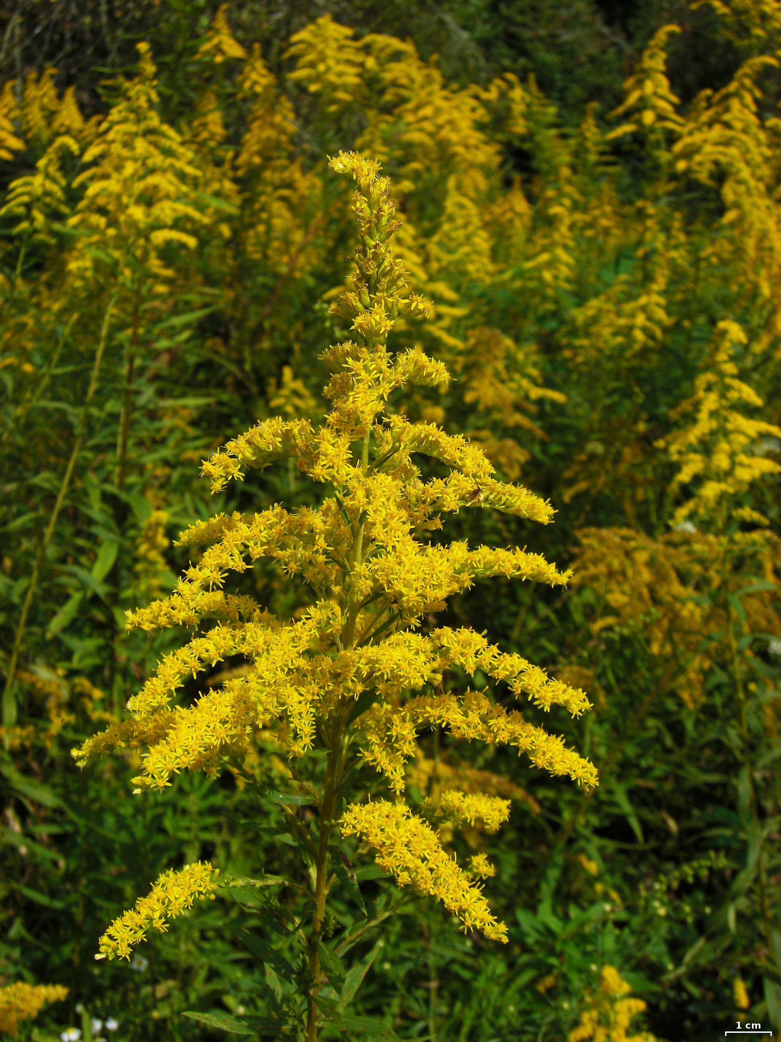 Goldenrod
