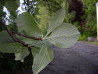 Whitebeam