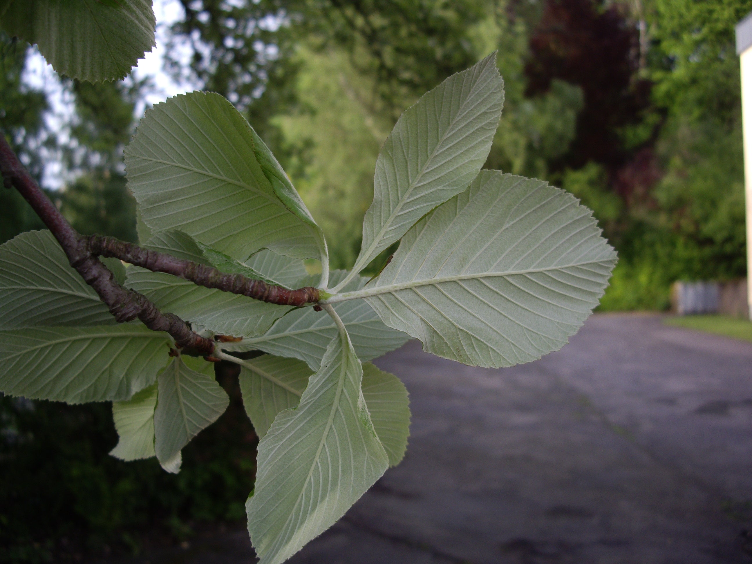 Whitebeam