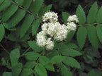 Rowan 'Nevezhinkskaya'