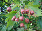 Wild Service Tree