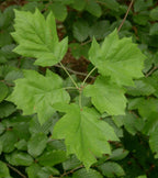 Wild Service Tree
