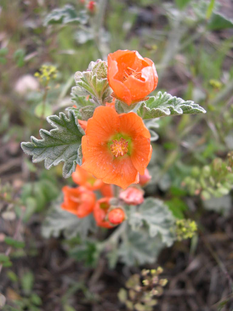 Munro's Globemallow