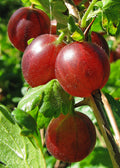 Gooseberry 'Hino Red'