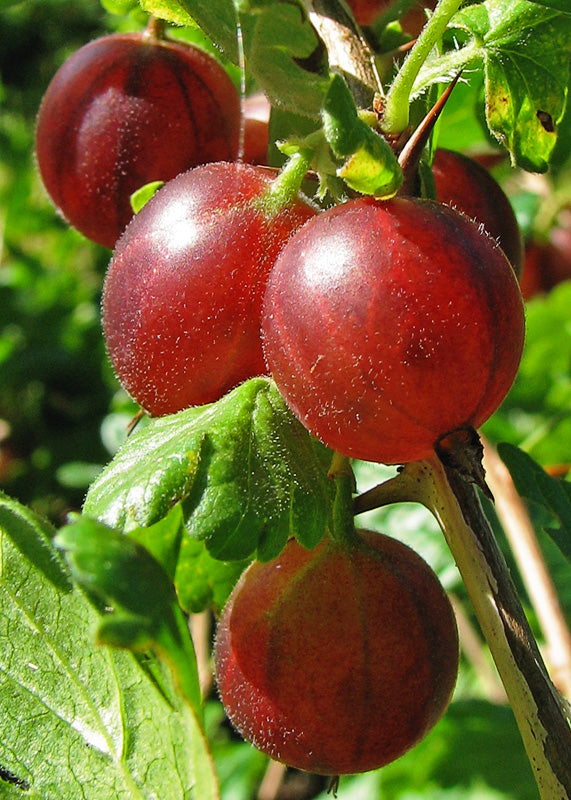 Gooseberry 'Hino Red'