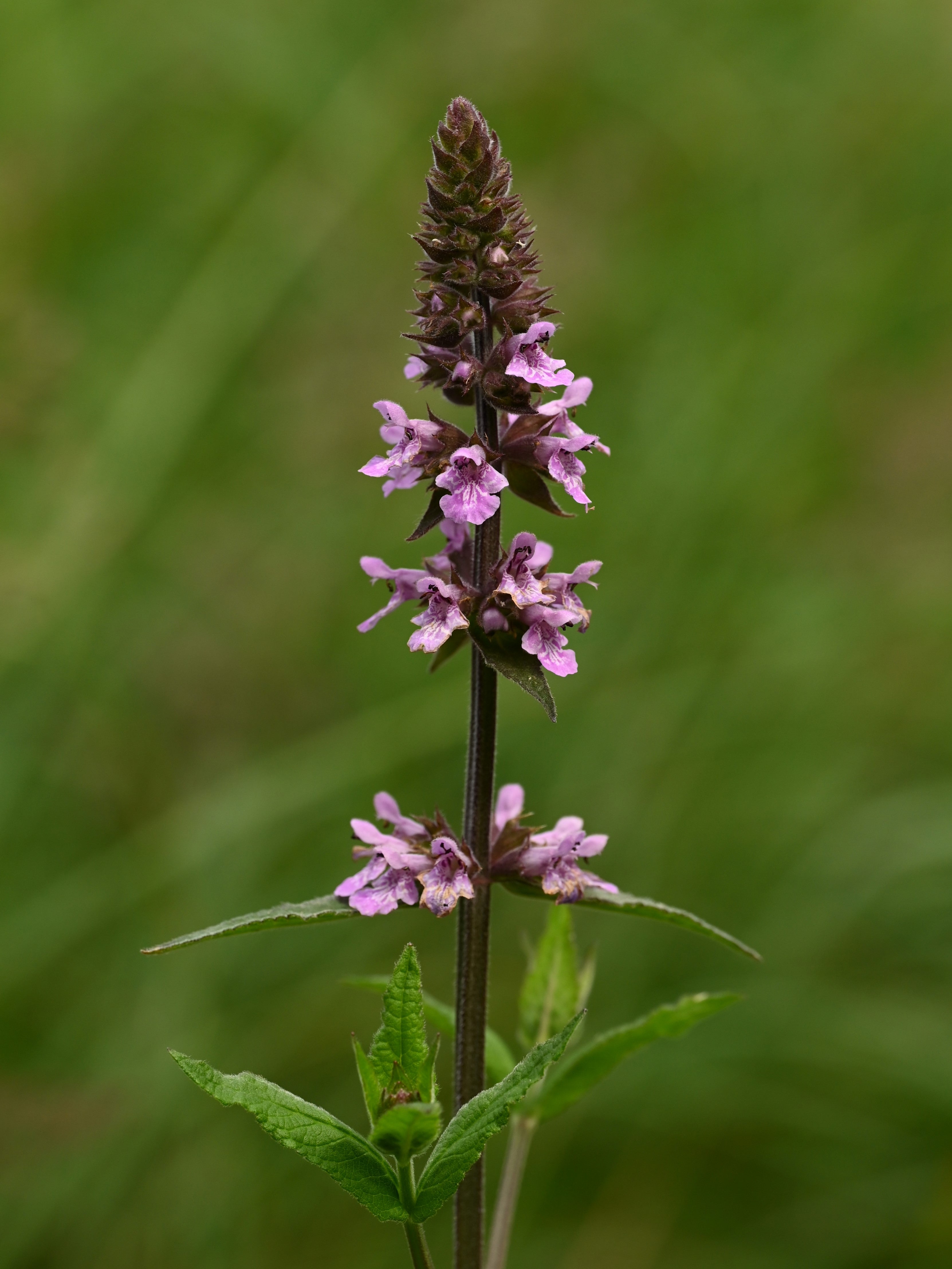 Marsh Woundwort