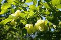 Bladdernut
