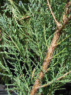 Rocky Mountain Juniper 'Skyrocket'