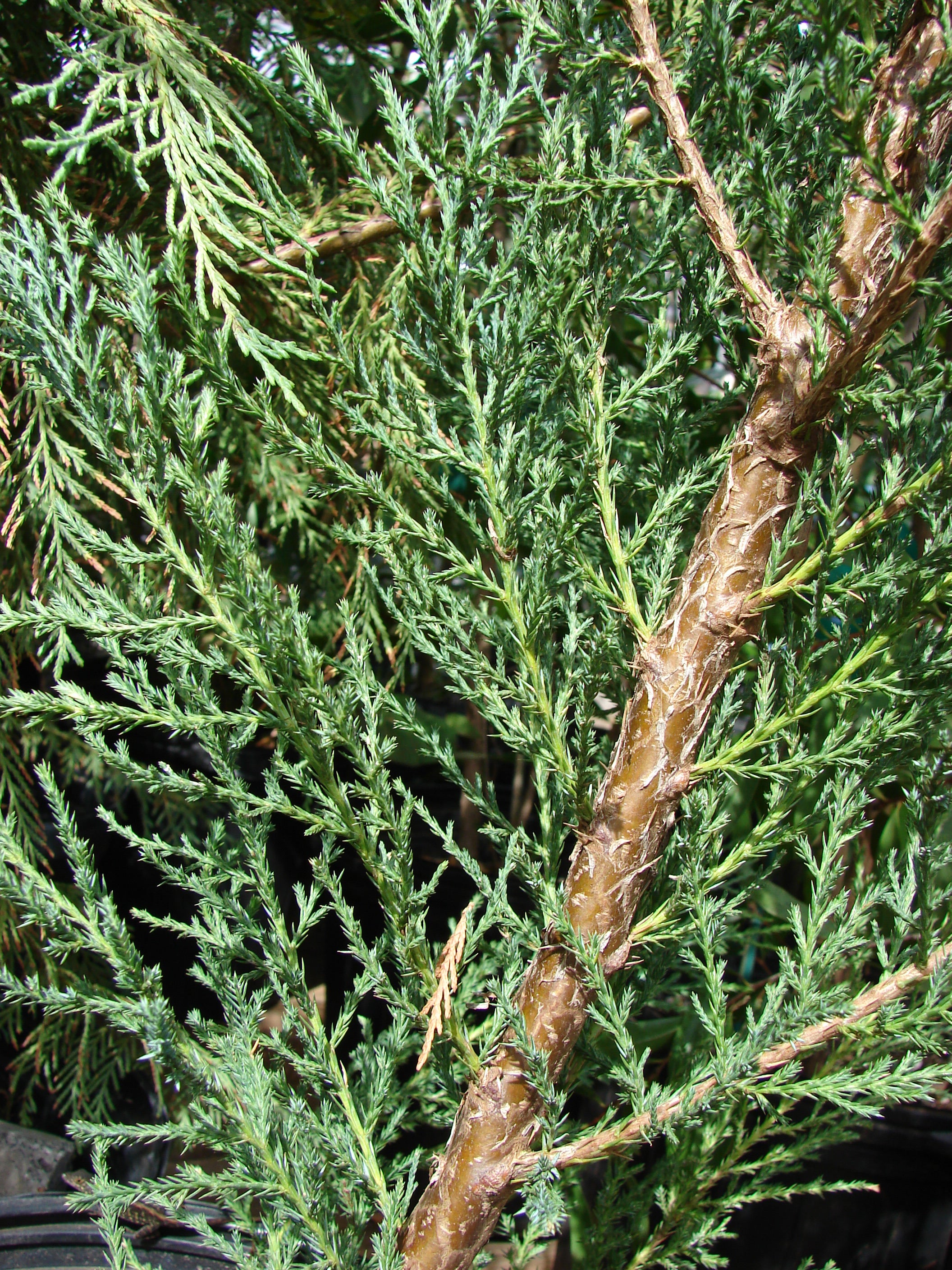 Rocky Mountain Juniper 'Skyrocket'
