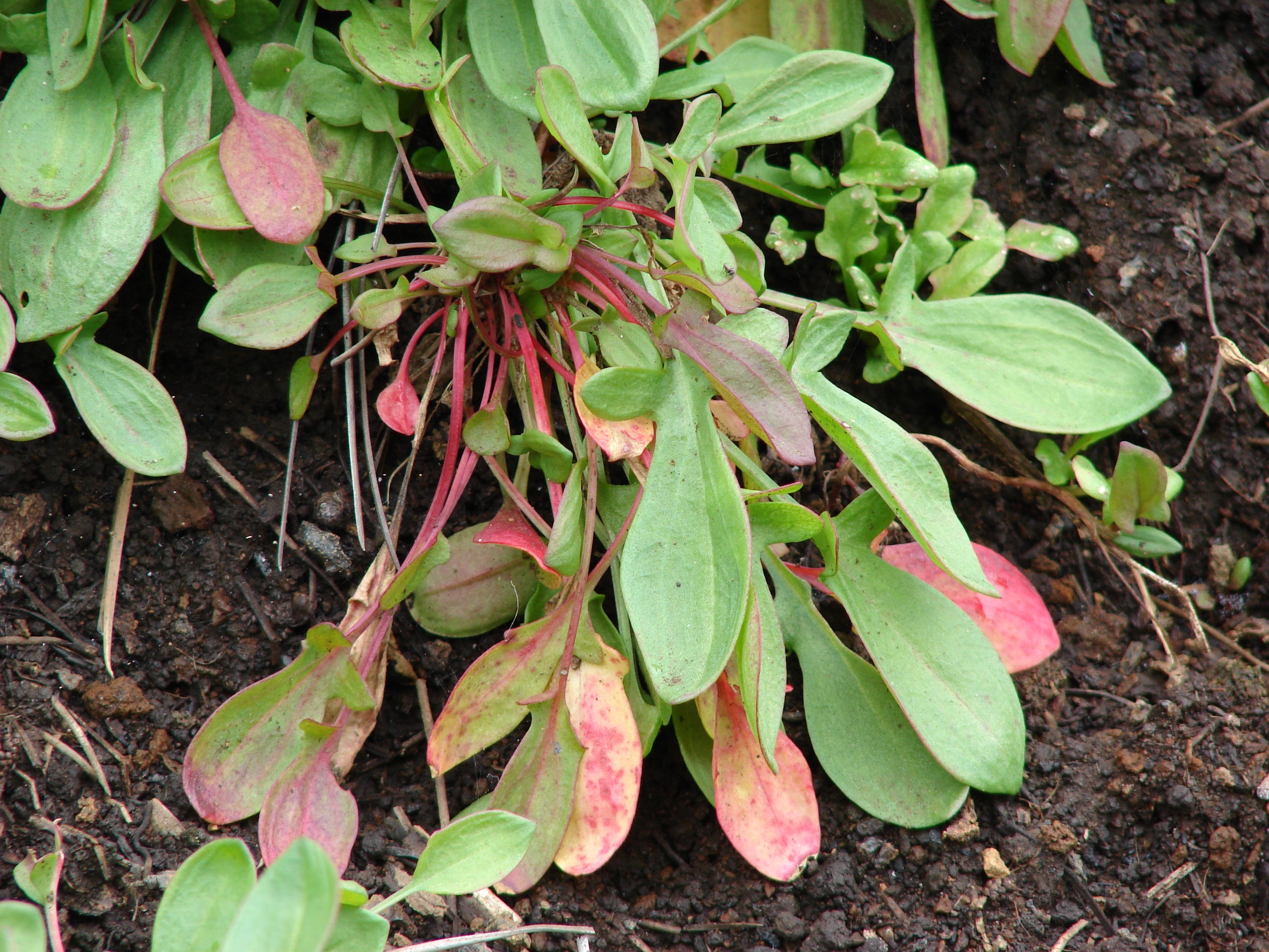 Sheep's Sorrel