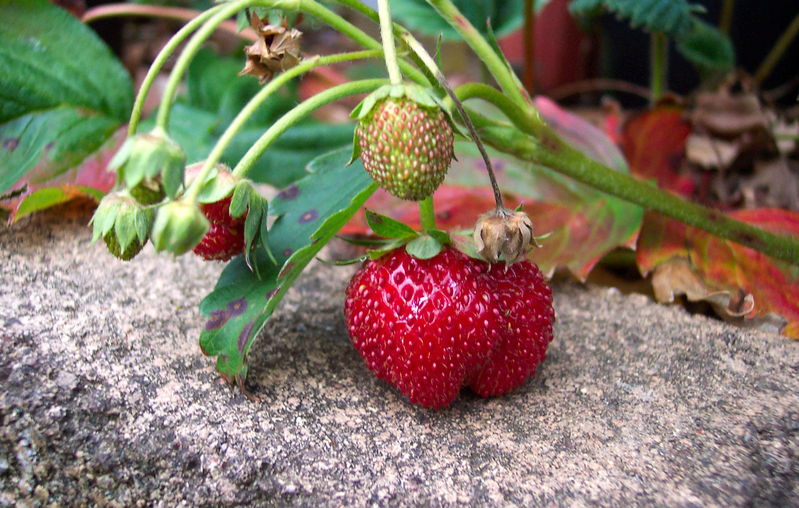 Strawberry 'Albion'