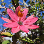 Banana Passion Fruit