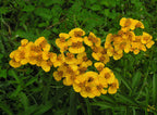 Mexican Marigold