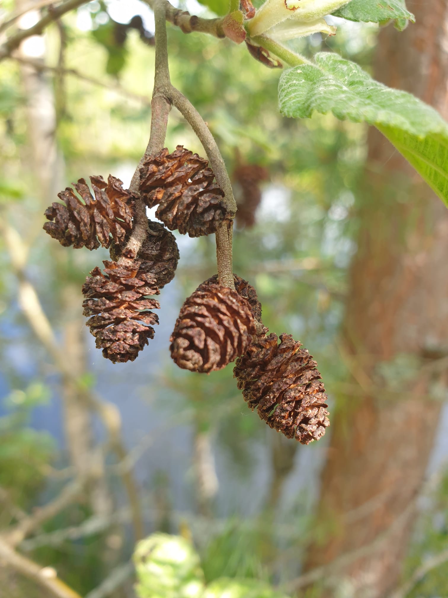 Italian Alder