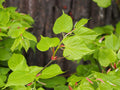 Small-leaved Lime