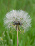 Meadow Salsify