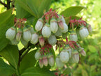 Blueberry 'Herbert'