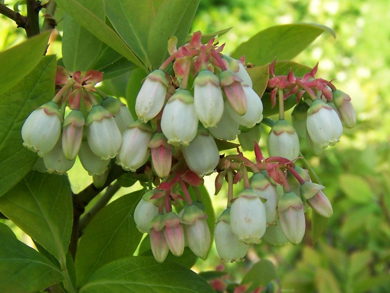 Blueberry 'Herbert'