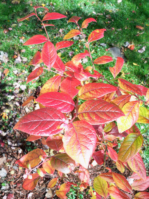 Blueberry 'Herbert'