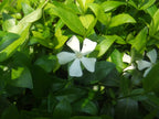 White Lesser Periwinkle