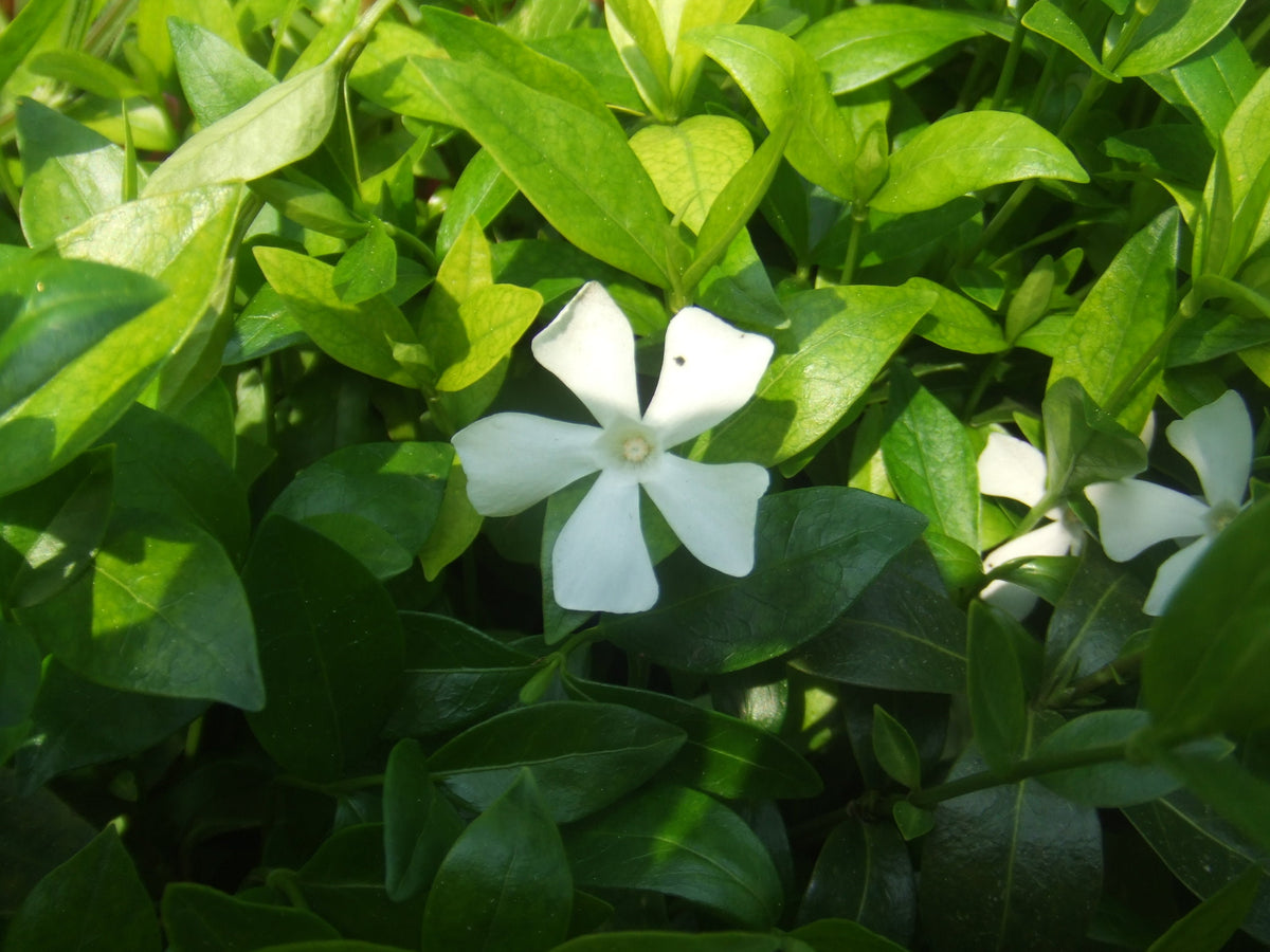 White Lesser Periwinkle