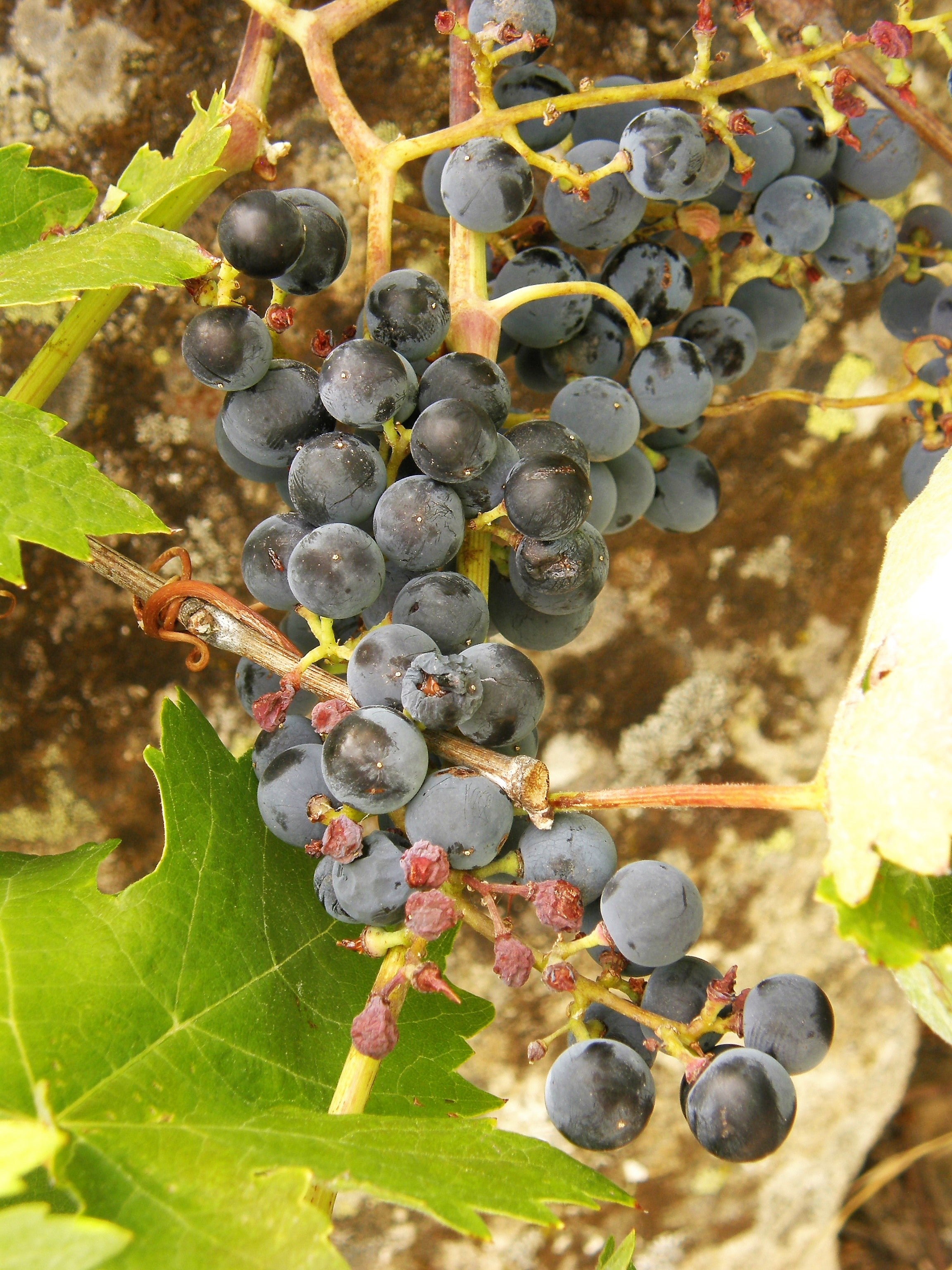 Grape 'Tereshkova'