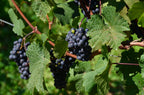 Grape 'Spetchley Park'