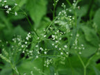 Japanese Parsley
