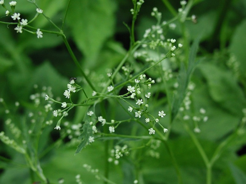 Japanese Parsley